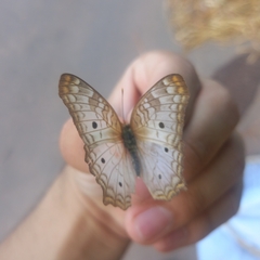 Anartia jatrophae