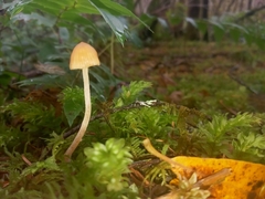 Galerina semilanceata