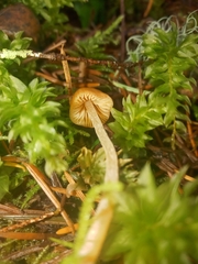 Galerina semilanceata