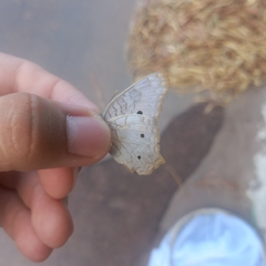 Anartia jatrophae