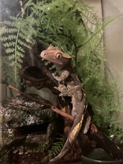 Correlophus ciliatus