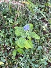 Ageratum houstonianum