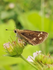 Taractrocera maevius