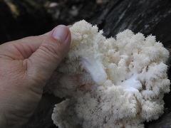 Hericium americanum