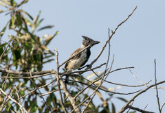 Sakesphorus canadensis