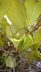 Aegiceras corniculatum