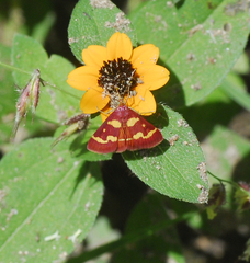 Pyrausta tyralis