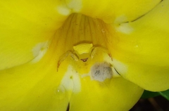 Thomisus spectabilis