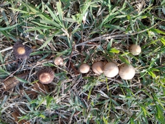 Psathyrella gracilis