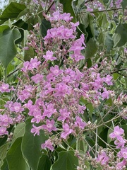 Fridericia