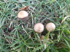 Psathyrella gracilis