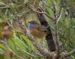 Stipiturus malachurus westernensis