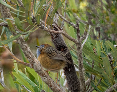 Stipiturus malachurus westernensis