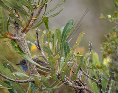 Stipiturus malachurus westernensis