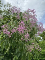 Fridericia