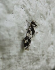 Barea confusella