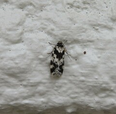 Barea confusella