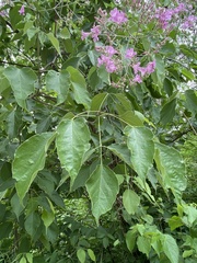 Fridericia