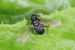 Paragus