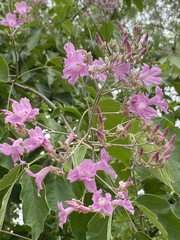 Fridericia