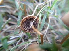 Psathyrella gracilis