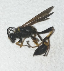 Sceliphron caementarium