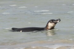 Spheniscus mendiculus