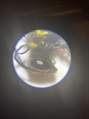 Sceliphron caementarium