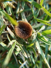 Psathyrella gracilis