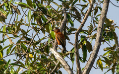 Picumnus cinnamomeus