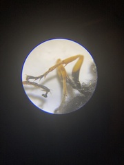 Sceliphron caementarium