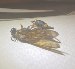 Sceliphron caementarium