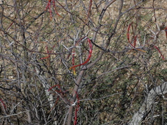 Vachellia constricta