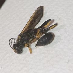 Sceliphron caementarium
