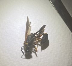 Sceliphron caementarium