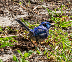 Malurus splendens splendens