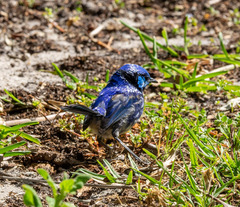 Malurus splendens splendens