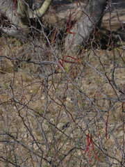 Vachellia constricta