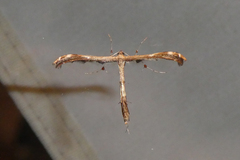 Tetraschalis arachnodes