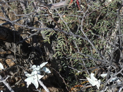 Vachellia constricta