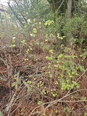 Symphoricarpos albus