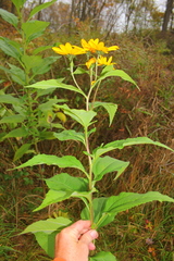 Helianthus tuberosus