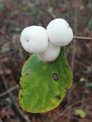 Symphoricarpos albus