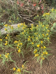 Pectis angustifolia