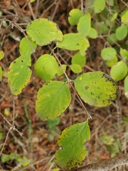 Symphoricarpos albus