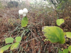 Symphoricarpos albus