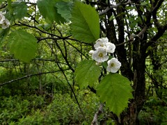 Crataegus scabrida scabrida