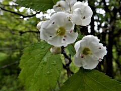 Crataegus scabrida scabrida