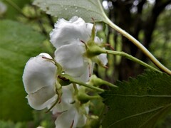 Crataegus scabrida scabrida
