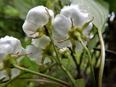 Crataegus scabrida scabrida